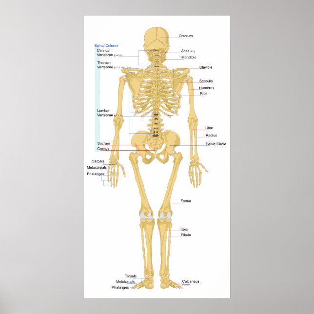 Diagram över ett kvinnligt skeletonbakslag på männ poster (Framsidan)