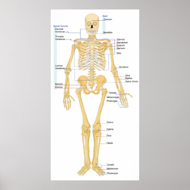 Diagram över ett kvinnligt skeletonframifrån av mä poster (Framsidan)