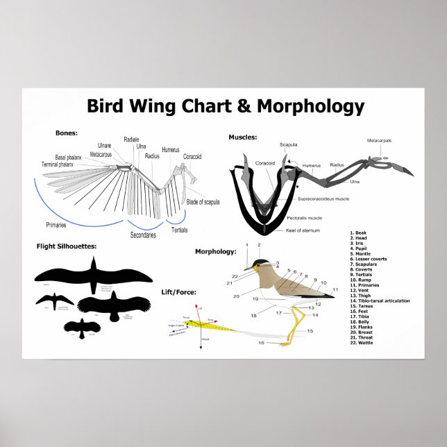 Diagram över fågel Vingar anatomi Poster (Framsidan)
