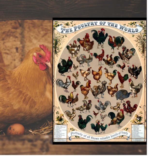 Diagram över fjäderfä, kyckling och tuppar (Skapare uppladdad)