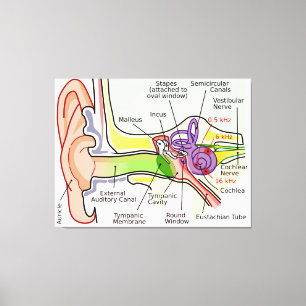 Diagram över frekvensmappning av humant öronmärke canvastryck
