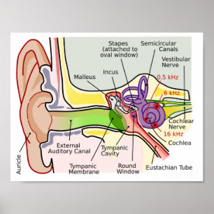Diagram över frekvensmappning efter hörsel av huma poster
