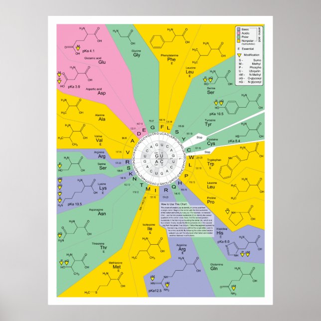 Diagram över genetisk kod som visar rester av amin poster (Framsidan)