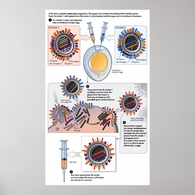 Diagram över genetiskt gensvar för vacciner poster (Framsidan)