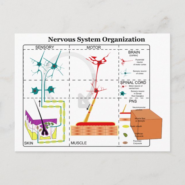 Diagram över grundläggande funktioner i nervsystem vykort (Framsida)