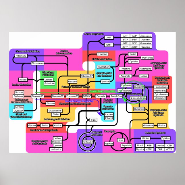 Diagram över grundläggande metabolism i levande or poster (Framsidan)