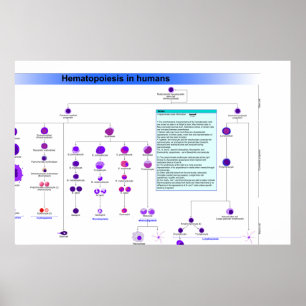 Diagram över hematopoesstamceller hos människa poster