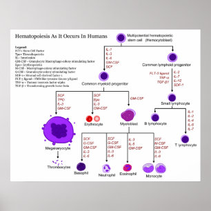 Diagram över hematopoetiska tillväxtfaktorer hos m poster