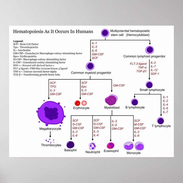 Diagram över hematopoetiska tillväxtfaktorer hos m poster (Framsidan)