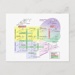 Diagram över human steroidogenes biologisk kemisk vykort