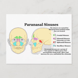 Diagram över humana paranasala Sinus Vykort