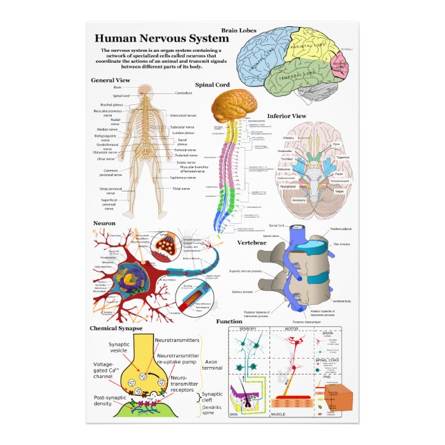 Diagram över humant hjärna och centralt nervsystem fototryck (Framsidan)