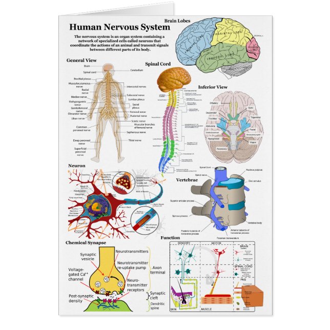 Diagram över humant hjärna och centralt nervsystem hälsningskort (Framsidan)