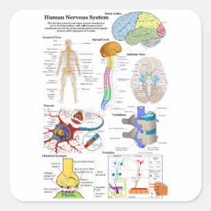 Diagram över humant hjärnor och centrala nervsys fyrkantigt klistermärke
