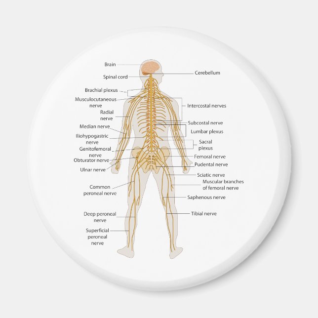 Diagram över humant kropps nervsystem magnet (Framsidan)