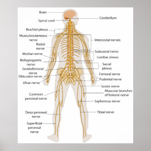 Diagram över humant kropps nervsystem poster
