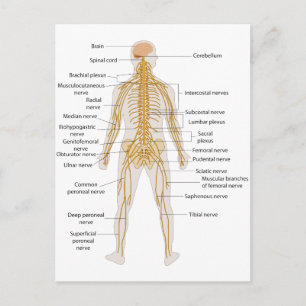 Diagram över humant kropps nervsystem vykort