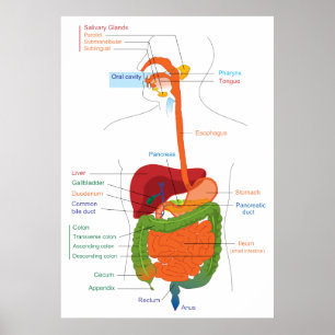 Diagram över humant matsmältningssystem poster
