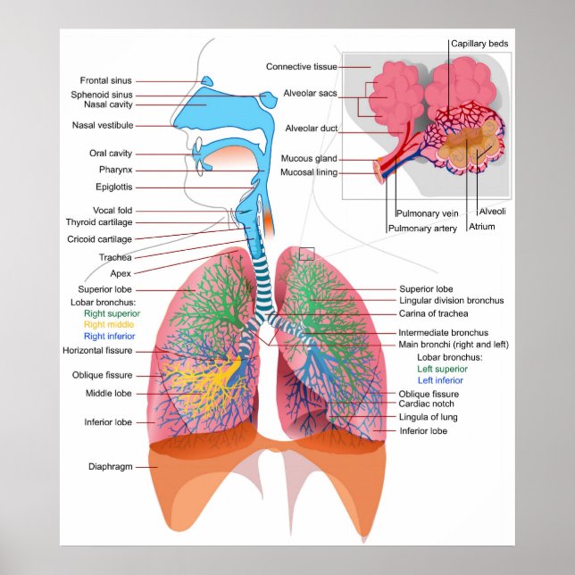 Diagram över humant respiratoriskt system poster (Framsidan)