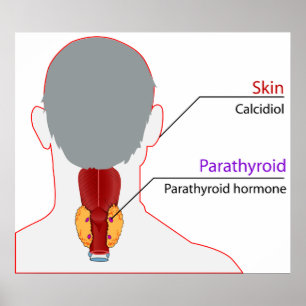 Diagram över kalciumreglering för humant endokrint poster