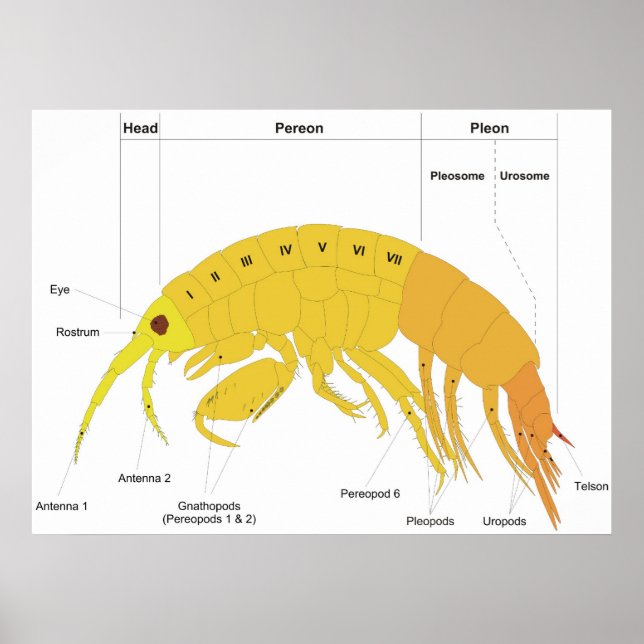 Diagram över karosseriplanen för en Amphipod Poster (Framsidan)