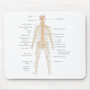 Diagram över kartor över nervsystemets kropp musmatta