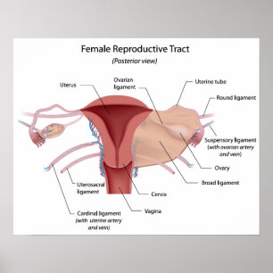 Diagram över kvinnligt reproduktionssystem poster