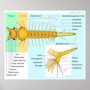 Diagram över Larva of a Mosquito Culex Restuans Poster