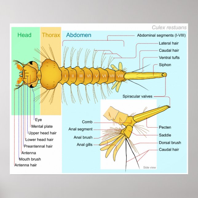 Diagram över Larva of a Mosquito Culex Restuans Poster (Framsidan)