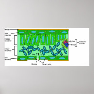 Diagram över Löv atomi på en anläggning Poster