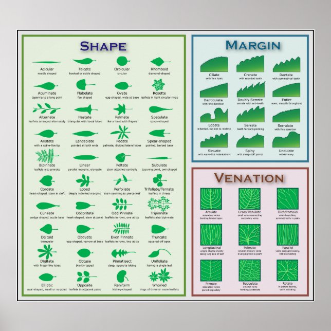 Diagram över Löv-morfologiformens platta Poster (Framsidan)