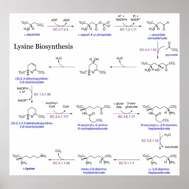 Diagram över lysinbiosyntes poster (Framsidan)