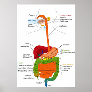 Diagram över magtarmkanalen hos människa poster