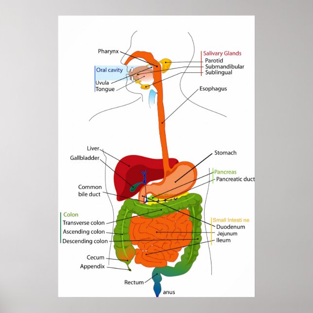 Diagram över magtarmkanalen hos människa poster (Framsidan)