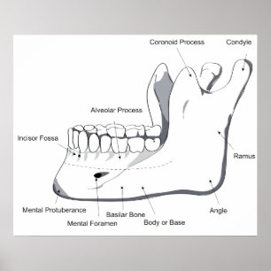 Diagram över människan Mandible of the Skull Poster
