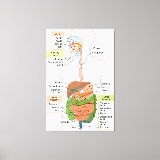 Diagram över människo gastrointestinala matsmältni canvastryck (Framsida)
