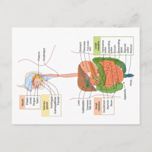 Diagram över människo gastrointestinala matsmältni vykort