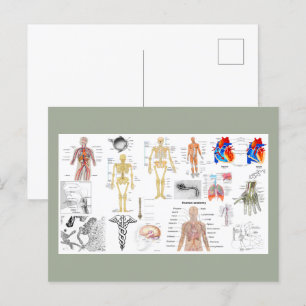 Diagram över människoanatomie vykort