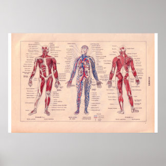 Diagram över människokroppen, Fransk 1920 Poster