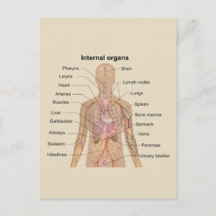Diagram över mänskliga interna organ vykort
