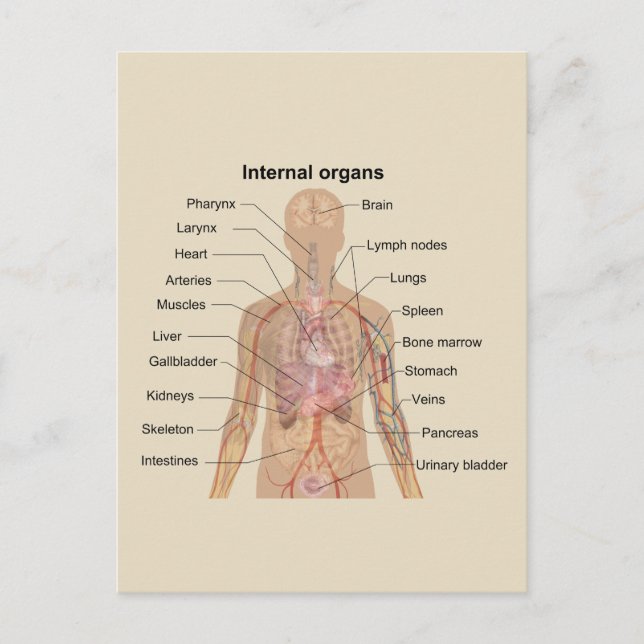 Diagram över mänskliga interna organ vykort (Framsida)