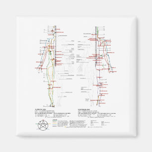 Diagram över mänskliga meridianer magnet