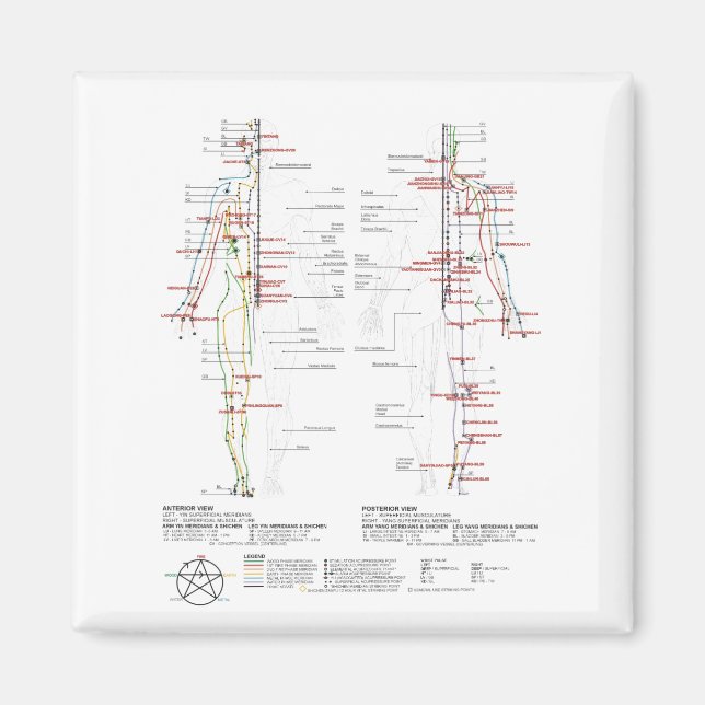 Diagram över mänskliga meridianer magnet (Framsidan)