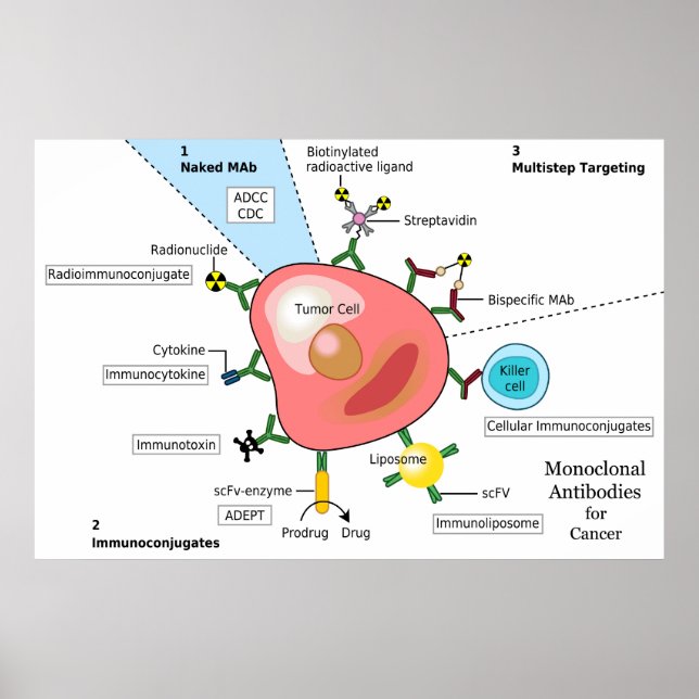 Diagram över monoklonala antikroppar mot cancer poster (Framsidan)