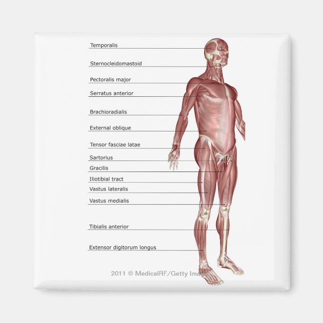 Diagram över muskelsystemet magnet (Framsidan)