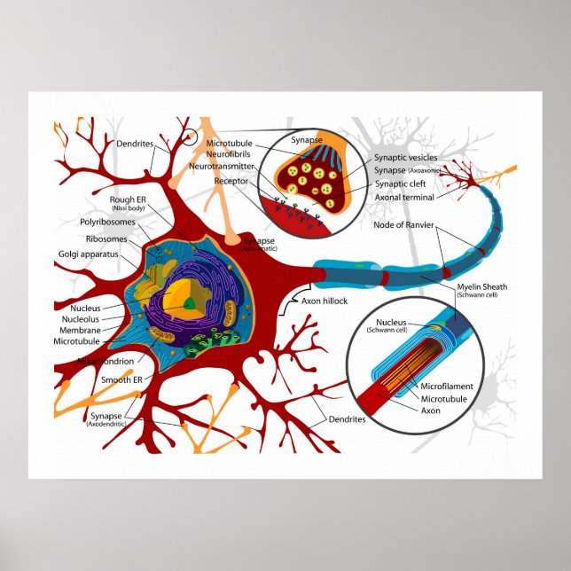 Diagram över Neurons nervceller Poster (Framsidan)