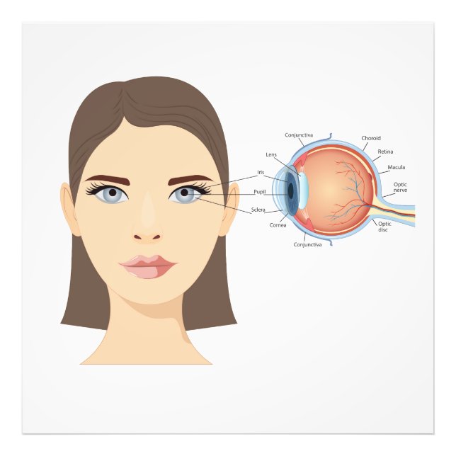Diagram över öga fototryck (Framsidan)