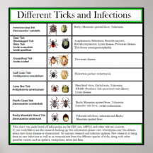 Diagram över olika fästingar och infektioner