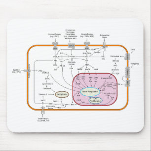 Diagram över överföringsbanor för cellgenöverförin musmatta