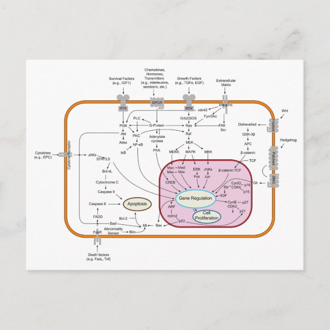 Diagram över överföringsbanor för cellgenöverförin vykort (Framsida)